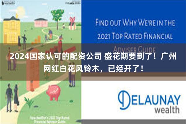 2024国家认可的配资公司 盛花期要到了！广州网红白花风铃木，已经开了！